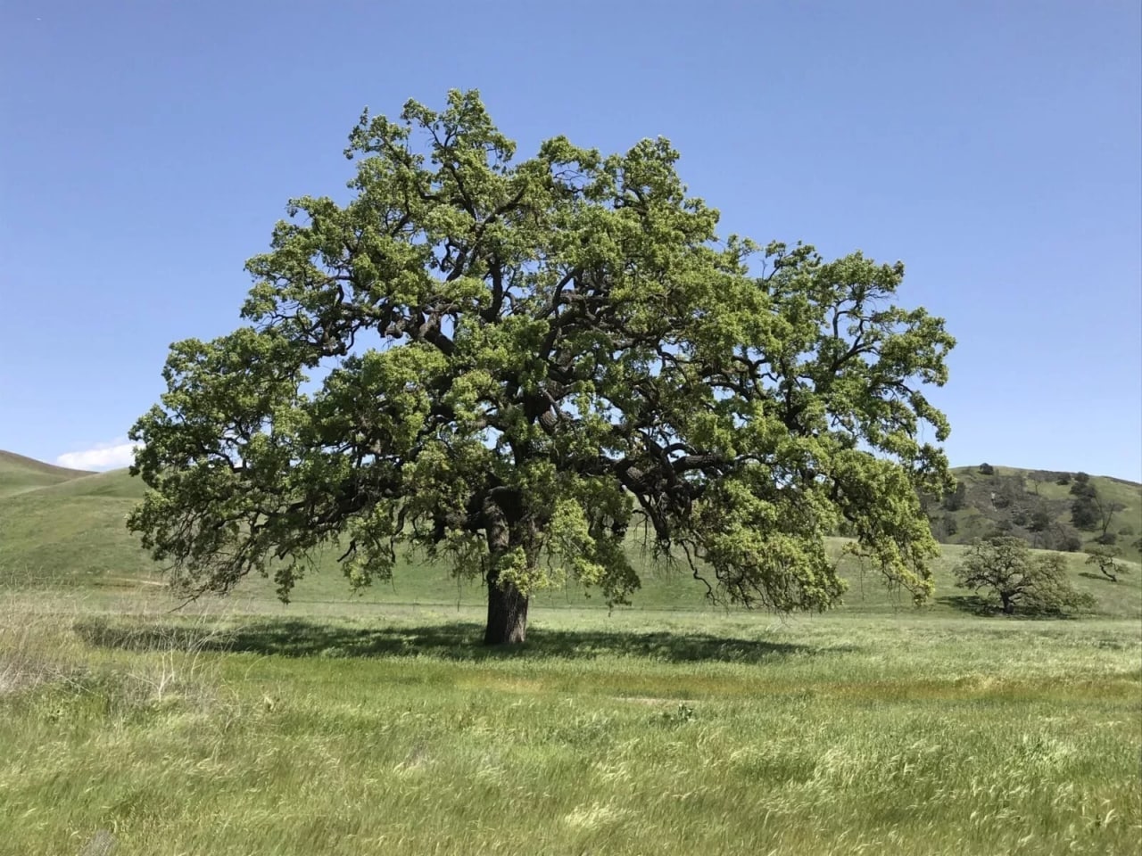 Калифорнийский дуб