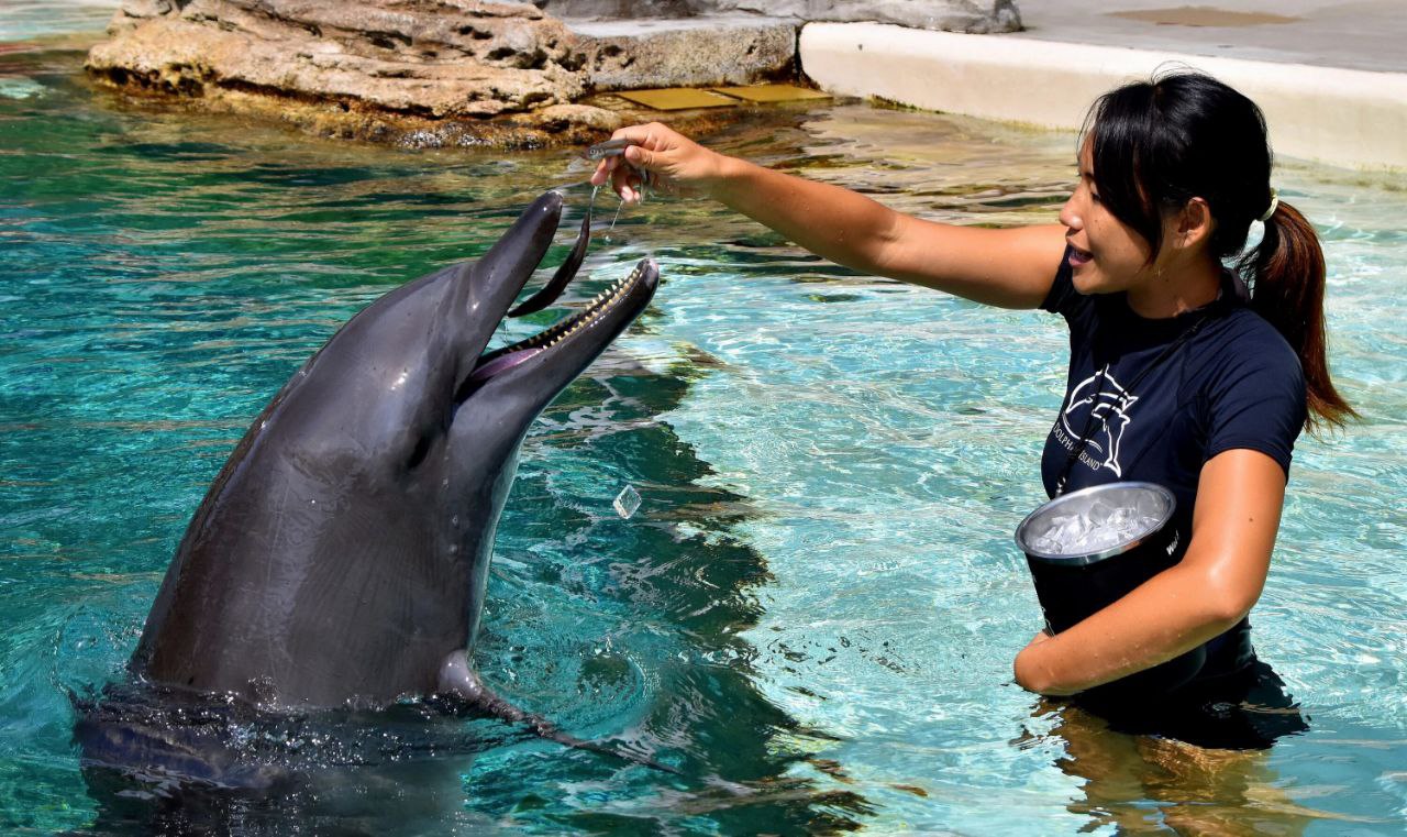 Покормила дельфинов - накорми и киску HD