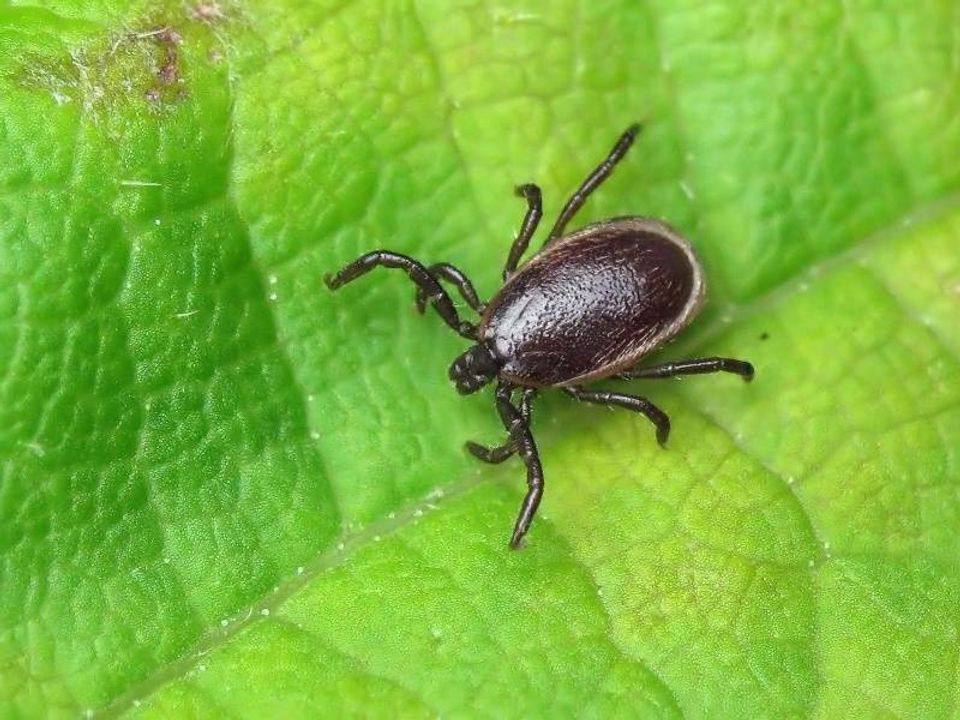 Клещ лесной фото крупным. Ixodes Ricinus. Вид Ixodes Ricinus. Ixodes Ricinus Linnaeus.