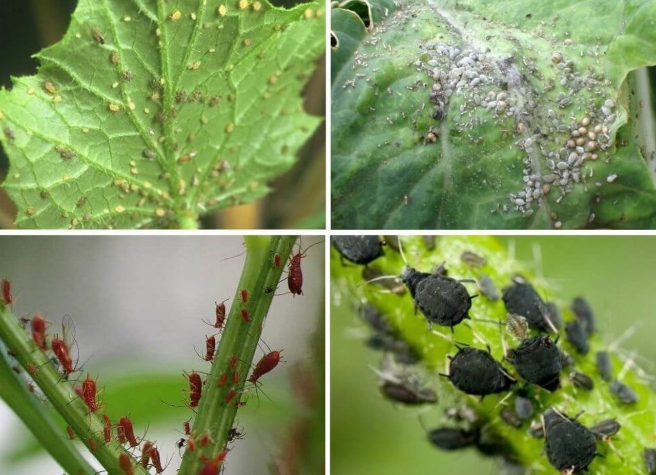 Вредители растений примеры