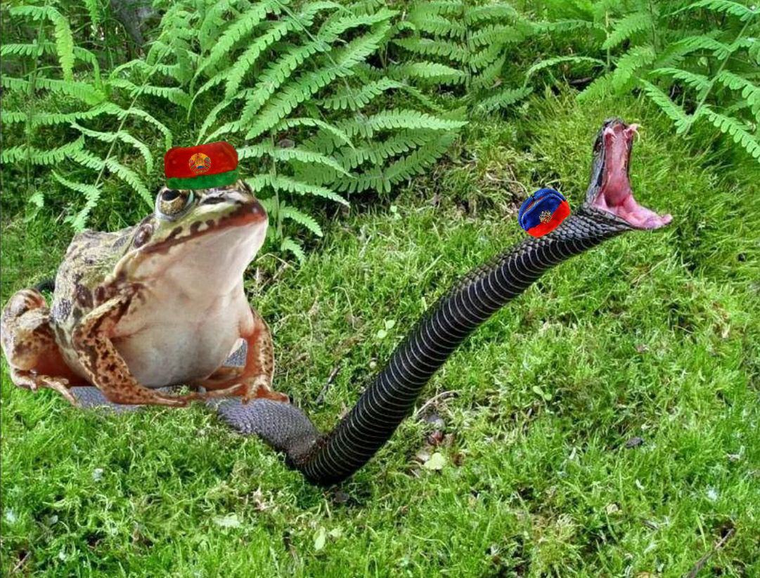 Змея съевшая лягушку. Лягушка ест змею. Змея и жаба. Лягушки на змее. Змеи и лягушки.