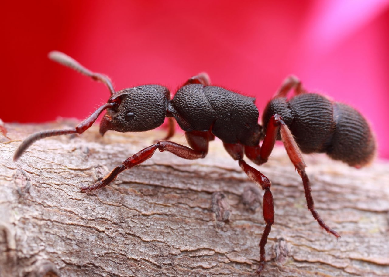 Pachycondyla rufipes матка