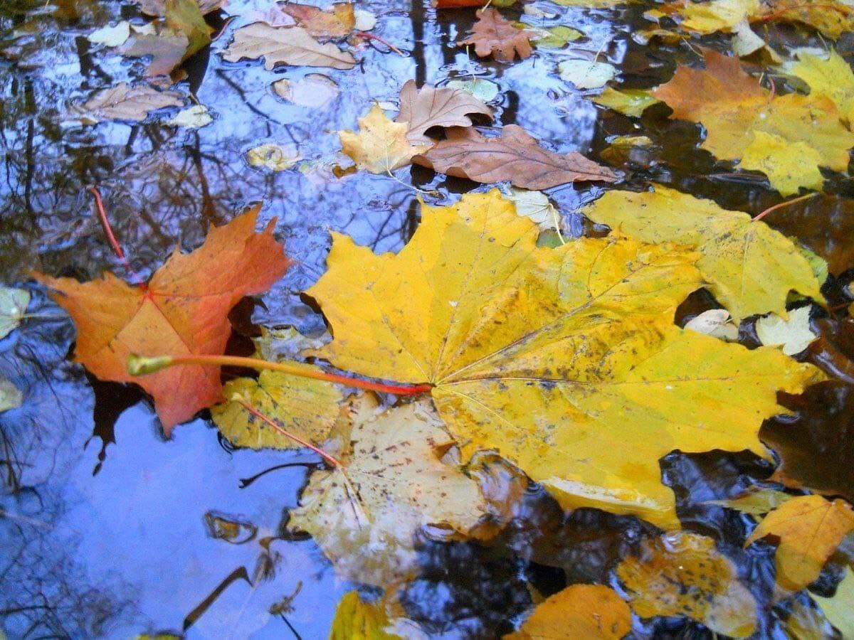 Падающие листья в воду. Осенние лужи. Осенние листья. Листья в луже. Осенние листья в луже.