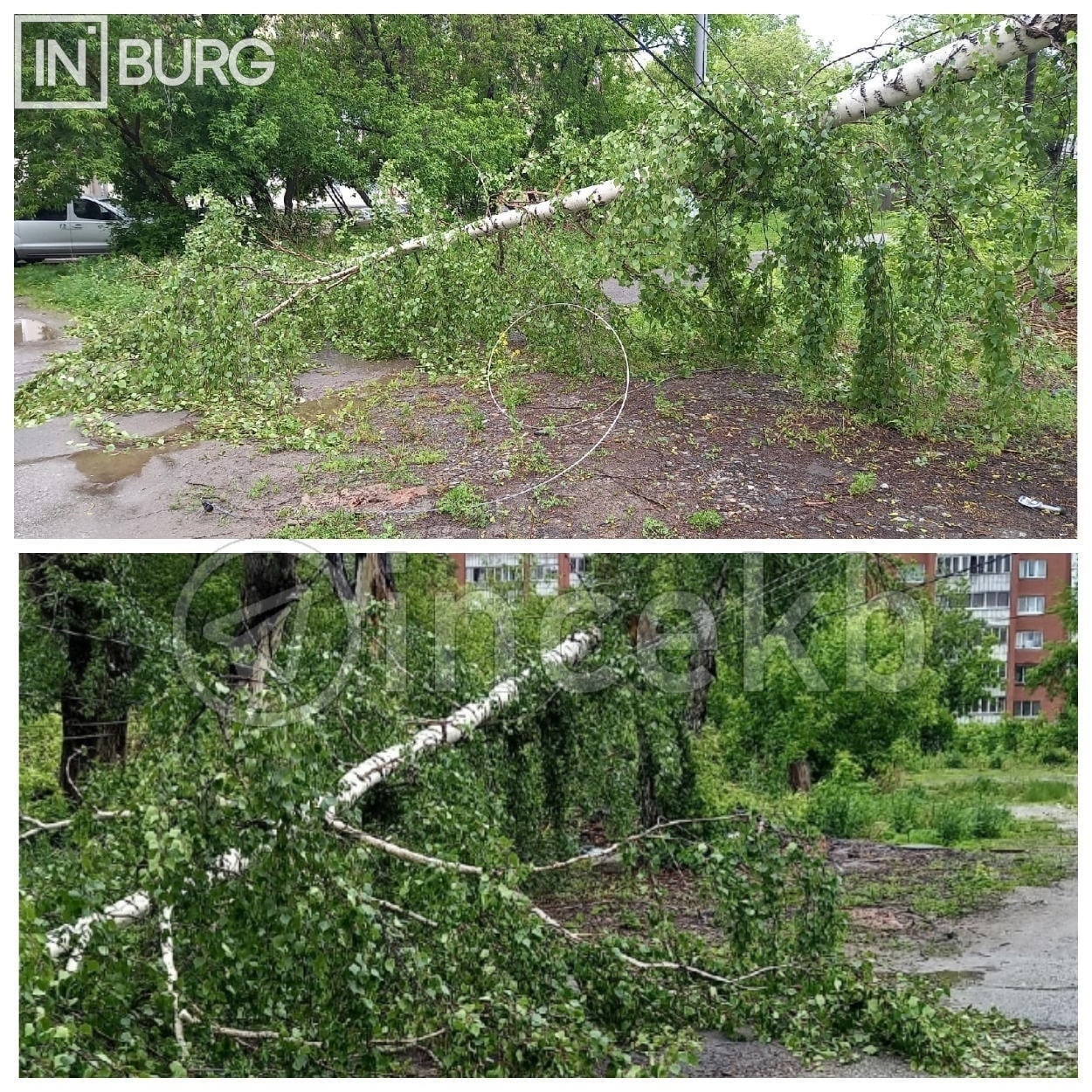 Падение дерева на провода. Дерево упало на провода.