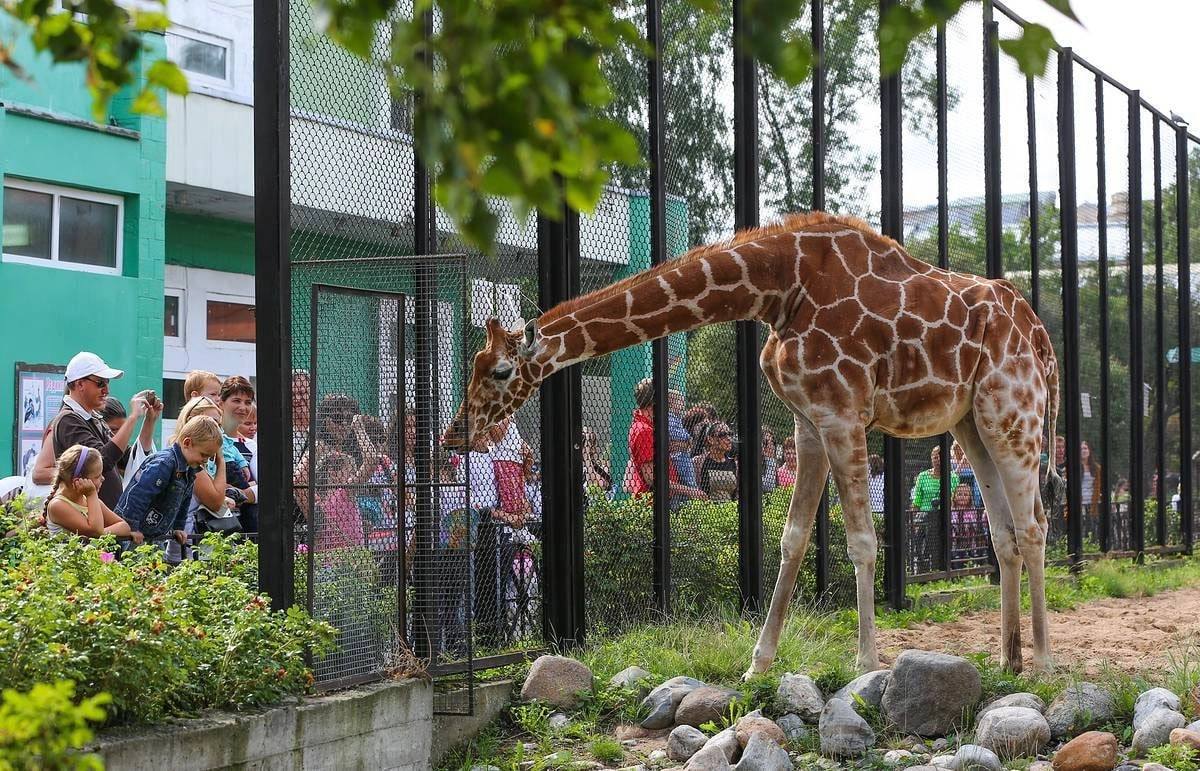 Zoo jeno. Зоопарк Санкт-Петербург Ленинградский зоопарк. Ленинградский зоопарк Александровский парк 1. Ленинградский зоопарк аттракционы СПБ. Ленинградский зоопарк 2022.