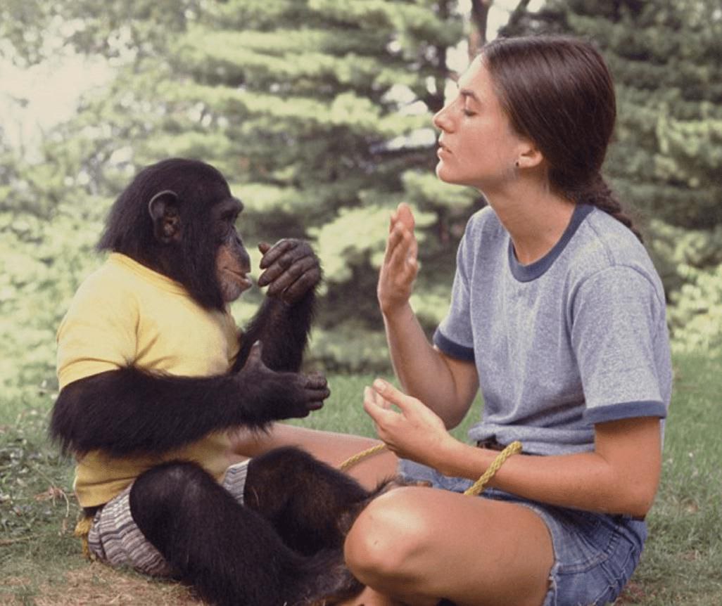 Обезьяна не понимает. Шимпанзе и человек. Обезьяна жестикулирует. Язык жестов приматов.