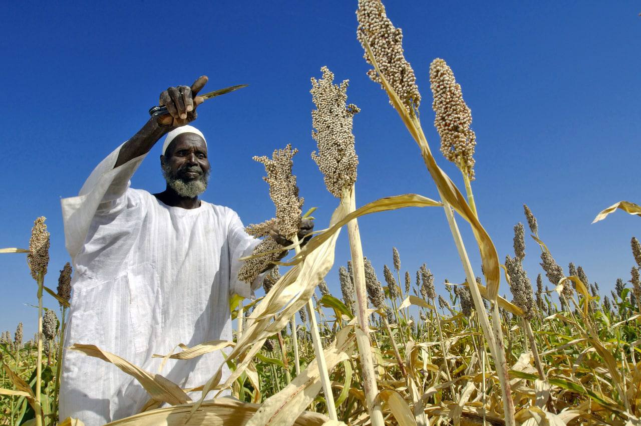 Судан сельское хозяйство просо