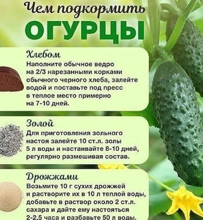 Огурцы не растут причина. Огурцы растут крючком. Подкормить огурцы. Плодоношение огурцов подкормка. Огурцы закручиваются.