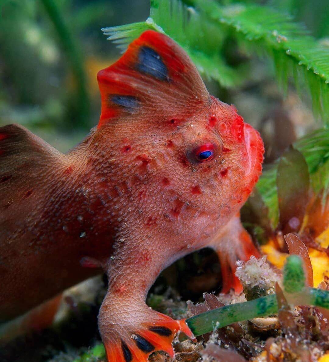 Аквариум зверь. Нетопырь короткорылый рыба. Морской нетопырь. Thymichthys politus. Рыба Хендфиш.